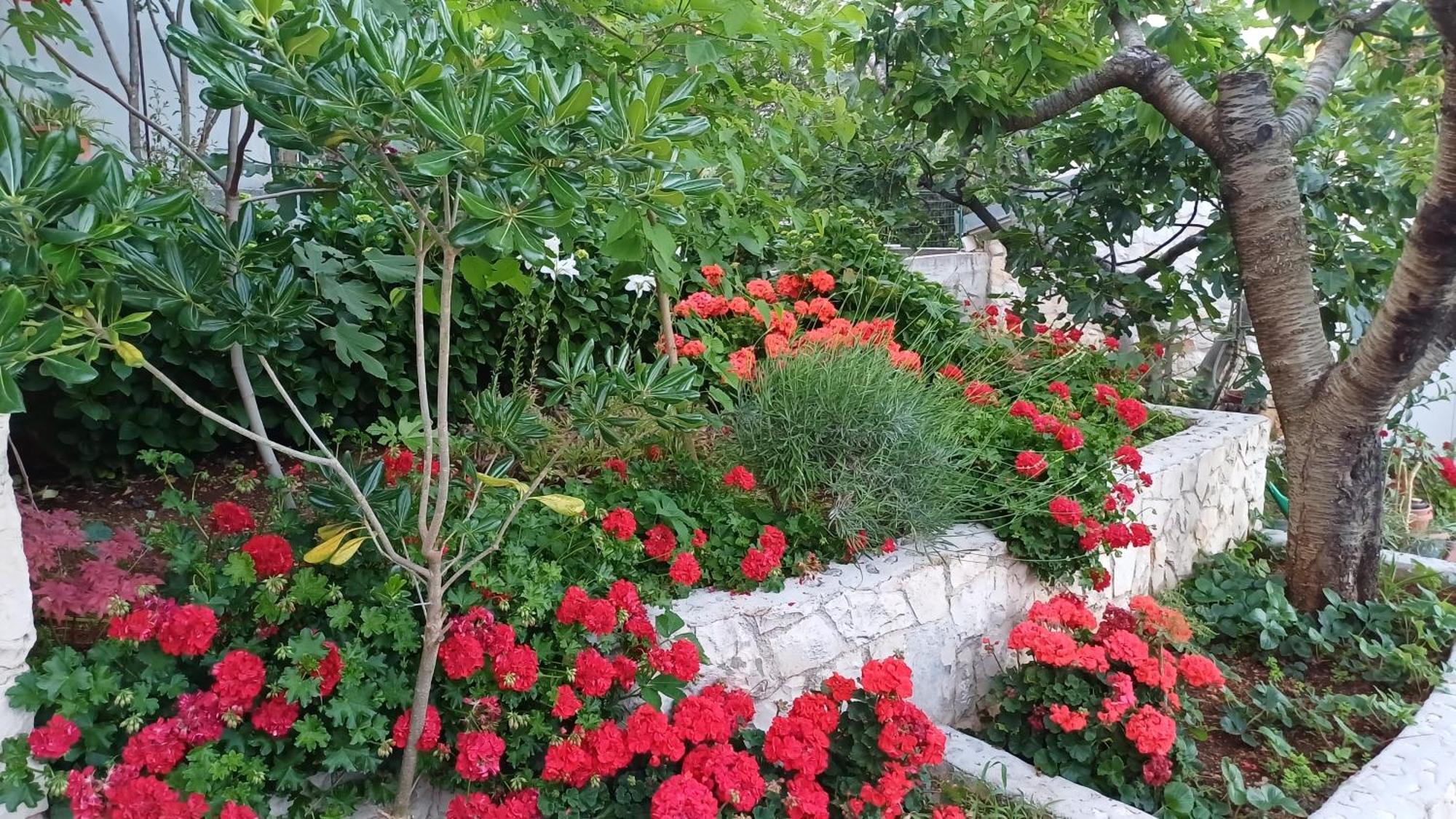 טרוגיר Apartments Jaksic מראה חיצוני תמונה